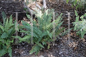 Picture of Cheilanthes tomentosa 