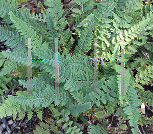 Picture of Cheilanthes tomentosa 