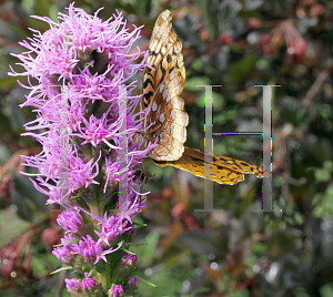 Picture of Liatris spicata 