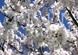 Picture of Prunus x yedoensis 