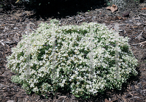 Picture of Hylotelephium  'Thundercloud'