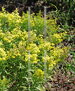 Picture of Solidago x 'Dansolitlem (Little Lemon)'