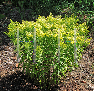 Picture of Solidago x 'Dansolitlem (Little Lemon)'