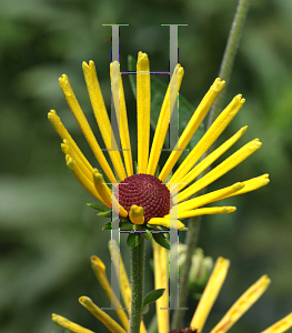 Picture of Rudbeckia subtomentosa 'Henry Eilers'