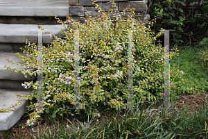 Picture of Abelia x grandiflora 'Kaleidoscope'