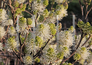 Picture of Fothergilla gardenii 'Blue Shadow'