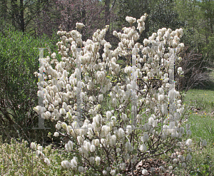 Picture of Fothergilla gardenii 'Blue Shadow'