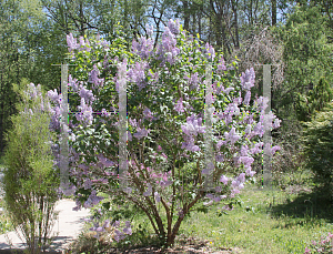 Picture of Syringa vulgaris 