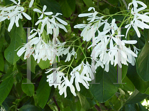 Picture of Chionanthus retusus 