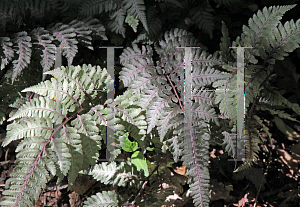 Picture of Athyrium nipponicum 'Regal Red'