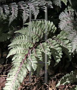 Picture of Athyrium nipponicum 'Regal Red'