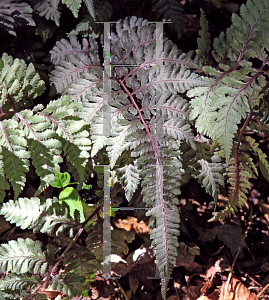 Picture of Athyrium nipponicum 'Regal Red'