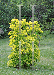 Picture of Cotinus coggygria 'Golden Spirit'