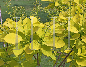 Picture of Cotinus coggygria 'Golden Spirit'