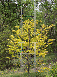 Picture of Cercis canadensis 'JN2 (The Rising Sun)'