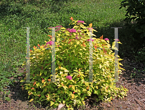 Picture of Spiraea japonica 'NCSXI (Double Play Candy Corn)'