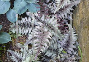 Picture of Athyrium niponicum var. pictum 'Burgundy Lace'