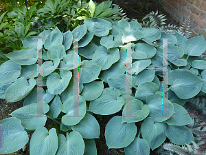 Picture of Hosta  'Hadspen Blue'