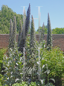 Picture of Echium pininana 'Blue Steeple'