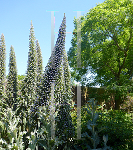 Picture of Echium pininana 'Blue Steeple'