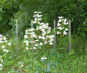 Picture of Penstemon digitalis 