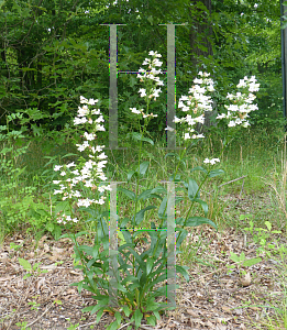 Picture of Penstemon digitalis 