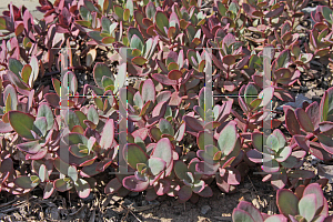 Picture of Hylotelephium  'SunSparkler Firecracker'