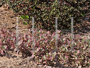 Picture of Hylotelephium  'SunSparkler Firecracker'