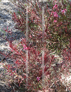 Picture of Oenothera lindheimeri 'Passionate Rainbow'