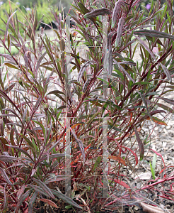 Picture of Oenothera lindheimeri 'Passionate Rainbow'