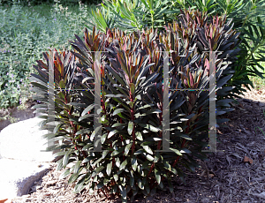 Picture of Euphorbia  'Nothowlee (Blackbird)'