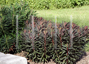 Picture of Euphorbia  'Nothowlee (Blackbird)'