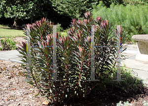 Picture of Euphorbia  'Nothowlee (Blackbird)'