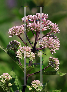 Picture of Eupatorium dubium 'Little Joe'