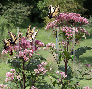 Picture of Eupatorium dubium 'Little Joe'