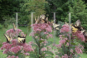 Picture of Eupatorium dubium 'Little Joe'