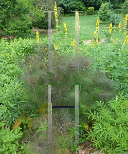 Picture of Foeniculum vulgare 'Bronze'