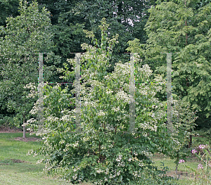 Picture of Heptacodium miconioides 