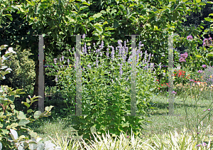 Picture of Agastache  'Blue Fortune'