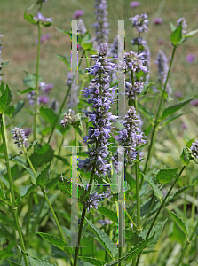 Picture of Agastache  'Blue Fortune'