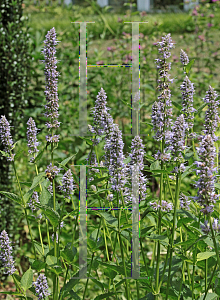 Picture of Agastache  'Blue Fortune'