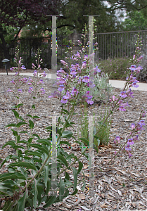 Picture of Penstemon grinnellii 