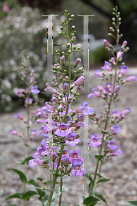 Picture of Penstemon grinnellii 