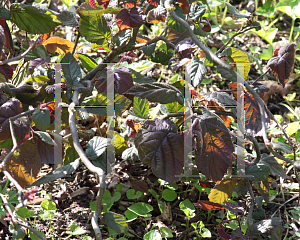 Picture of Corylus avellana 'Red Dragon'