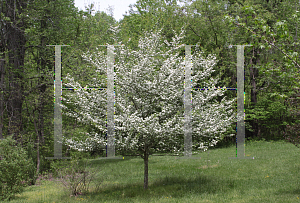 Picture of Crataegus viridis 'Winter King'