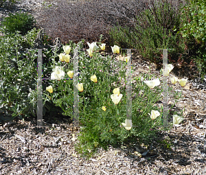 Picture of Eschscholzia californica 'Alba'