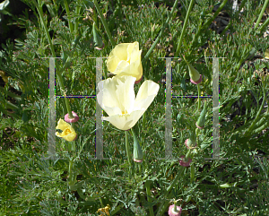 Picture of Eschscholzia californica 'Alba'