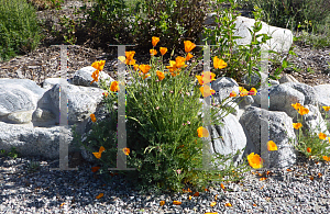 Picture of Eschscholzia californica 