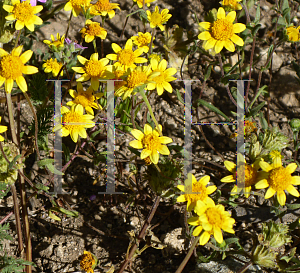 Picture of Lasthenia californica 