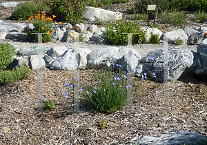 Picture of Linum lewisii 